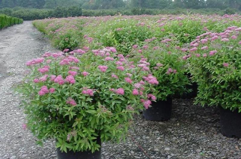 绣线菊盆栽花卉室外阳台多年生灌木植物耐寒耐热四季开花带土