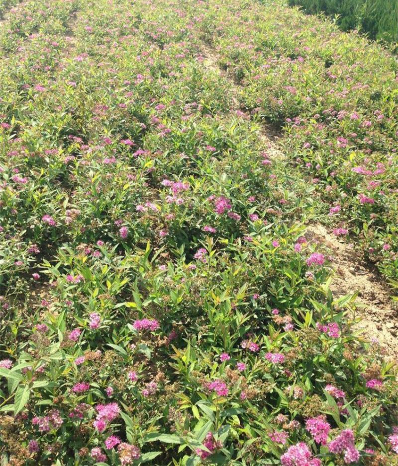 绣线菊盆栽花卉室外阳台多年生灌木植物耐寒耐热四季开花带土