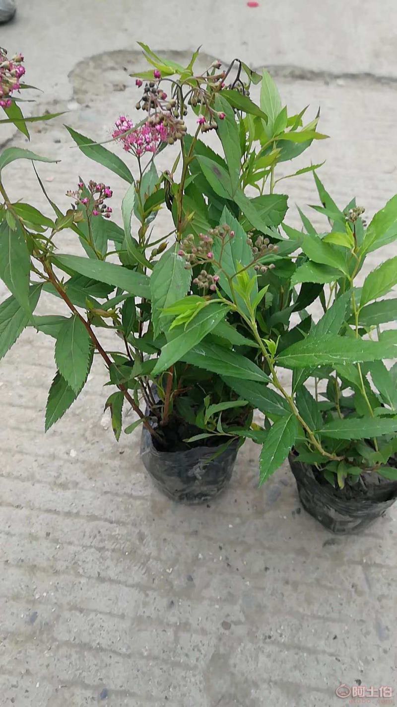 绣线菊盆栽花卉室外阳台多年生灌木植物耐寒耐热四季开花带土