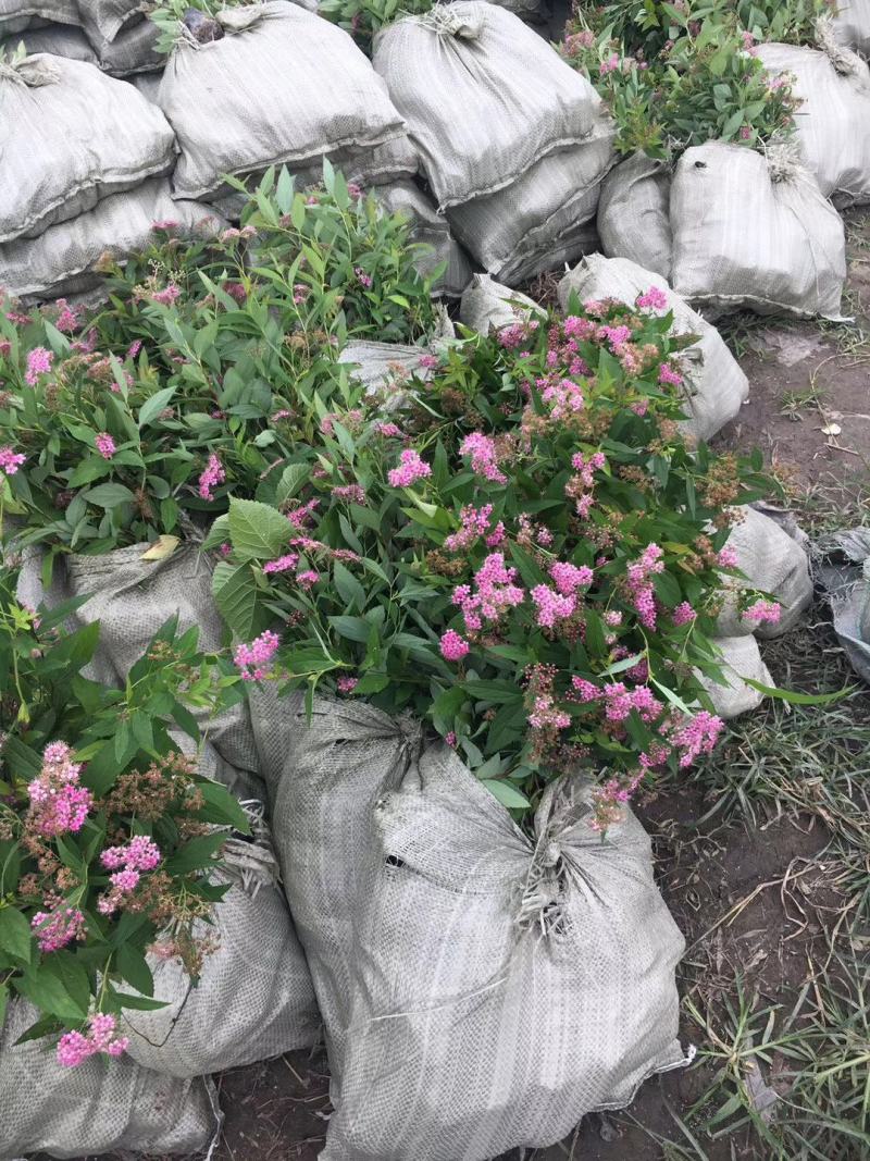 绣线菊盆栽花卉室外阳台多年生灌木植物耐寒耐热四季开花带土
