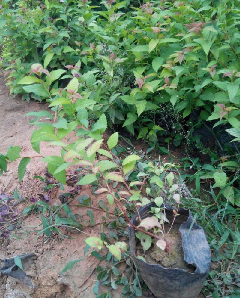 绣线菊盆栽花卉室外阳台多年生灌木植物耐寒耐热四季开花带土