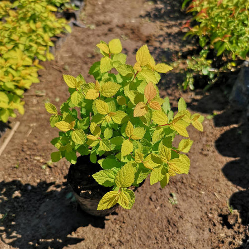 绣线菊盆栽花卉室外阳台多年生灌木植物耐寒耐热四季开花带土