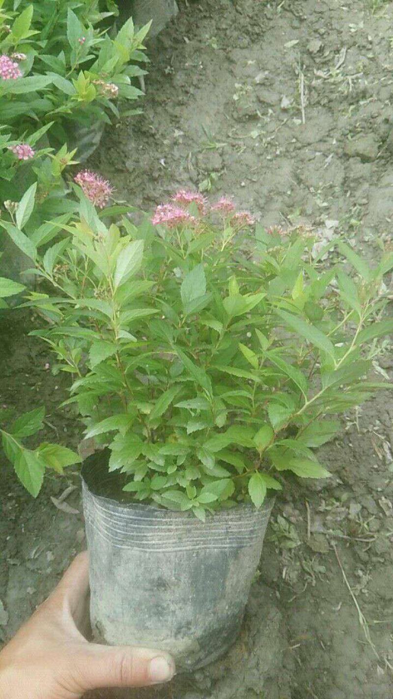 绣线菊盆栽花卉室外阳台多年生灌木植物耐寒耐热四季开花带土