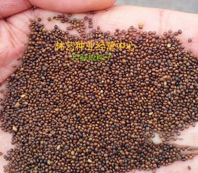 百脉根种子牧草种子五叶草牛角花草种子多年生牧草护坡