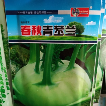 春秋青苤蓝种子苤蓝种子