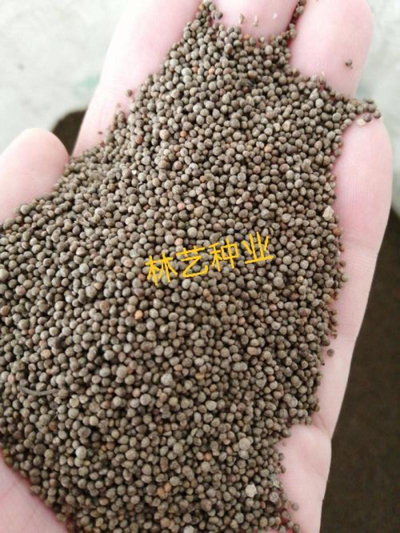 紫苏种子单面双面苏可食用苏子紫苏叶四季早春菜种蔬菜苏子