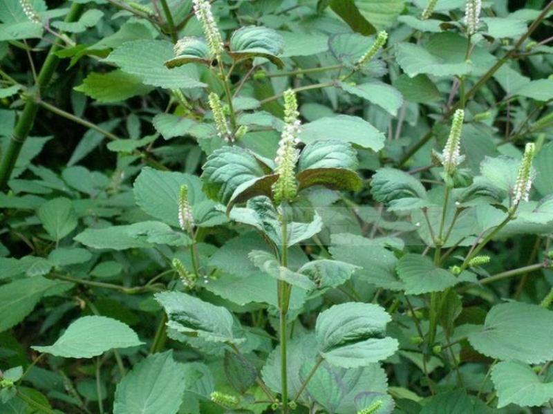 紫苏种子单面双面苏可食用苏子紫苏叶四季早春菜种蔬菜苏子