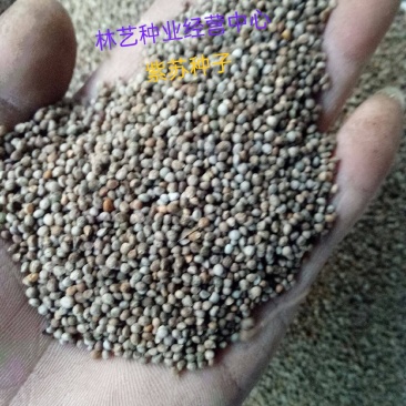 紫苏种子单面双面苏可食用苏子紫苏叶四季早春菜种蔬菜苏子