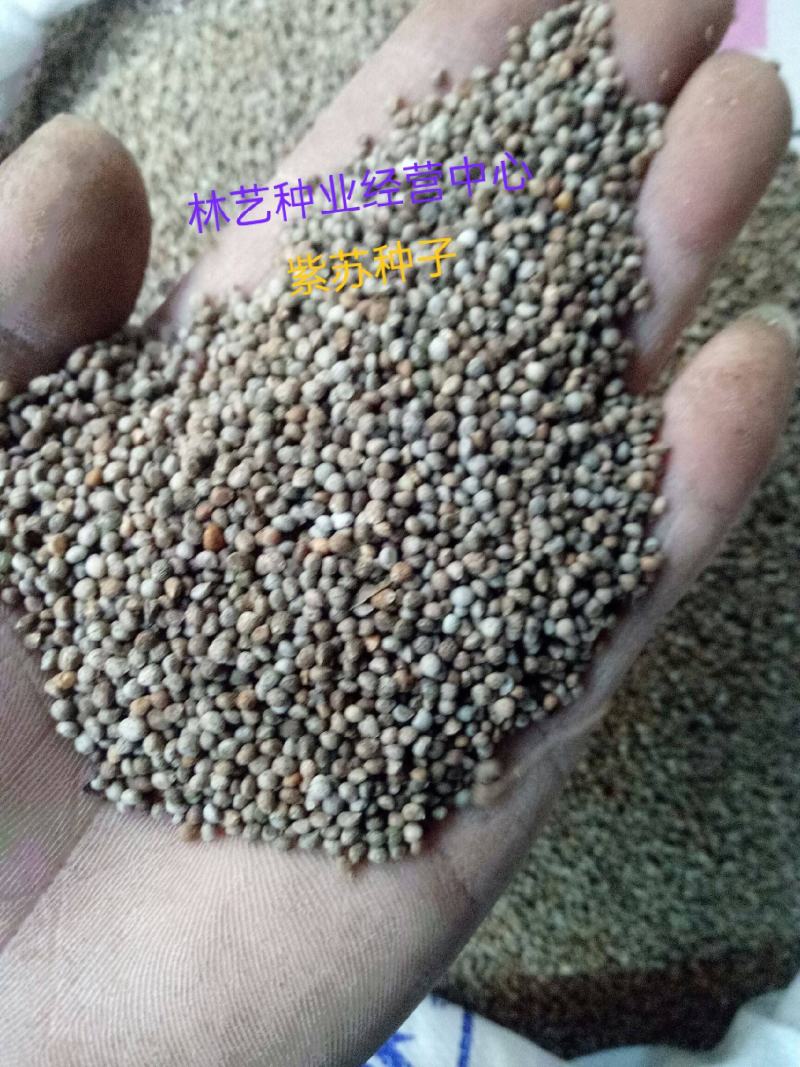紫苏种子单面双面苏可食用苏子紫苏叶四季早春菜种蔬菜苏子