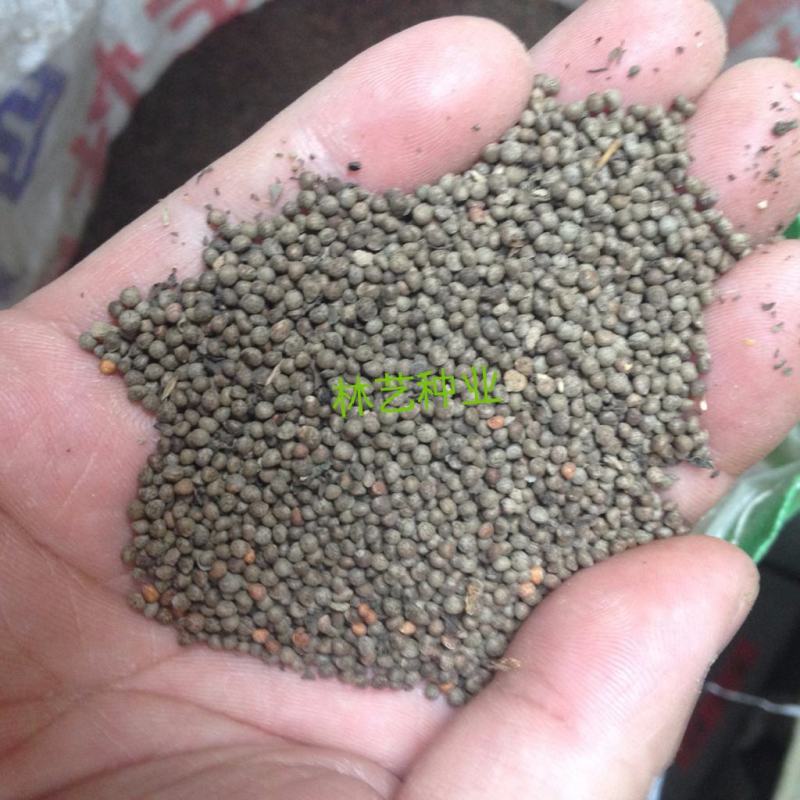 紫苏种子单面双面苏可食用苏子紫苏叶四季早春菜种蔬菜苏子