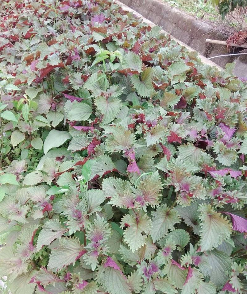 紫苏种子单面双面苏可食用苏子紫苏叶四季早春菜种蔬菜苏子