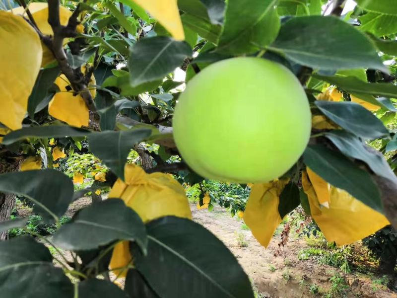 白色绿色宝石梨