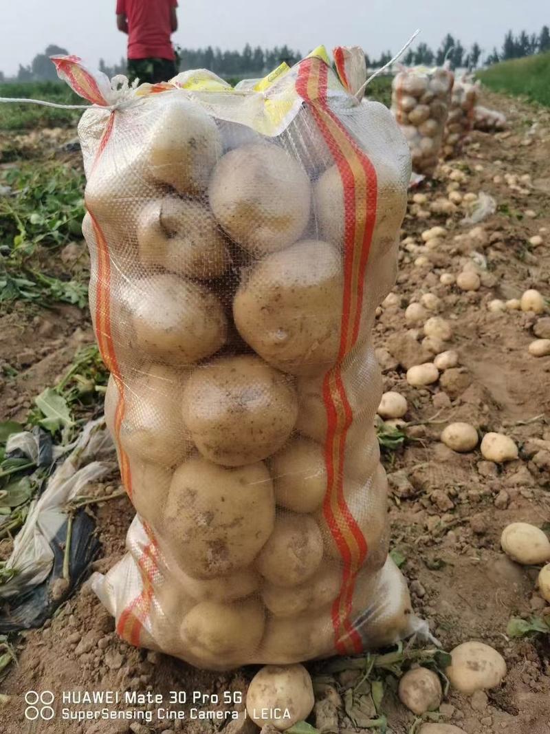 【辽宁绥中】中暑黄心土豆大量上市了个大皮毛亮暑型正货源充足