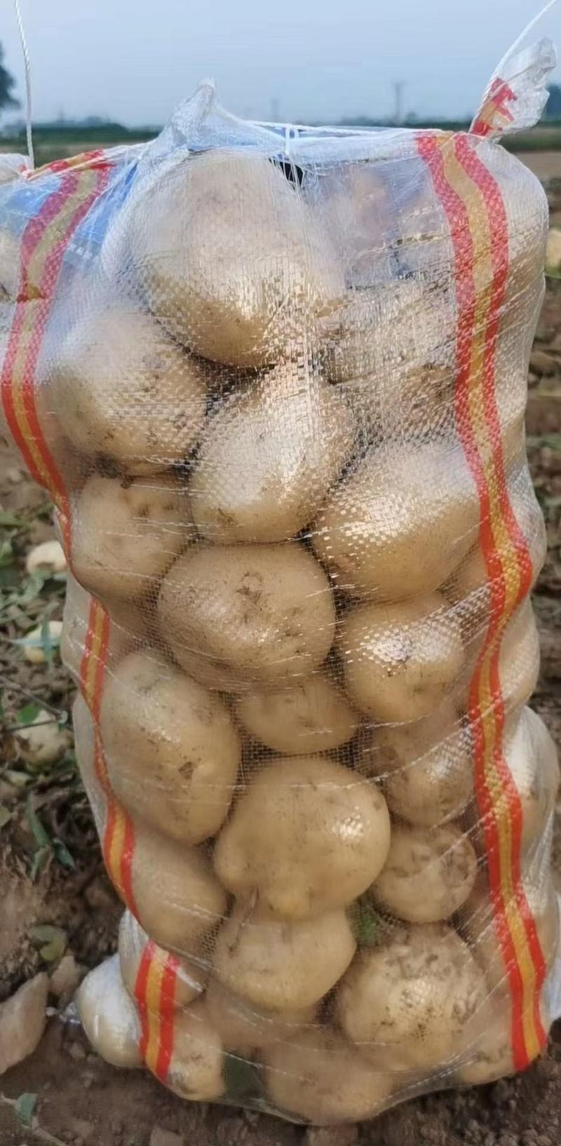 【辽宁绥中】中暑黄心土豆大量上市了个大皮毛亮暑型正货源充足