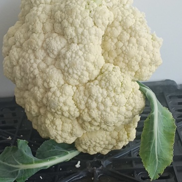 大地有机花，地头收货。质量保证价格美丽。每天走货量五万斤