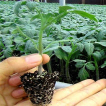 西红柿苗硬粉，茄子苗，尖椒苗黄瓜百万棵种苗预定销售中