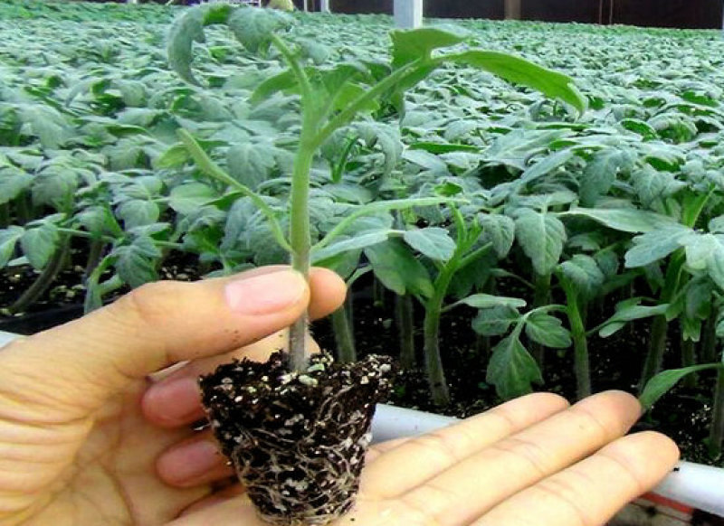 西红柿苗硬粉，茄子苗，尖椒苗黄瓜百万棵种苗预定销售中