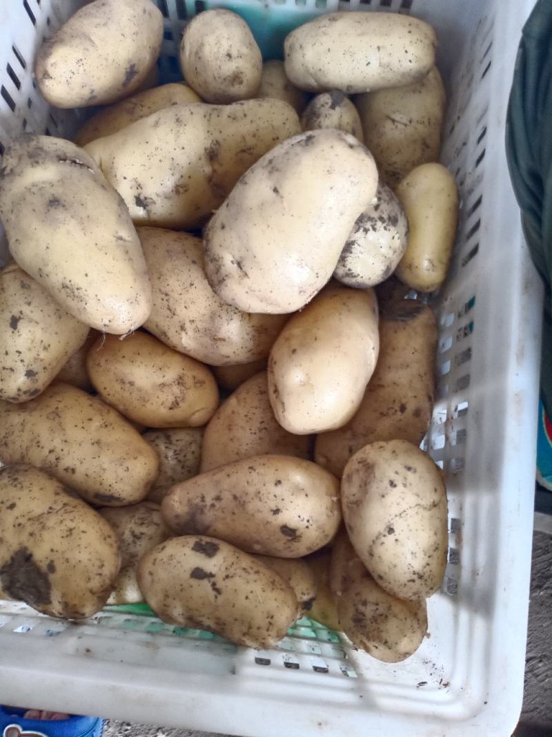 荷兰十五土豆品种多多，黄壤的，甜，面质量很好。表光很好。