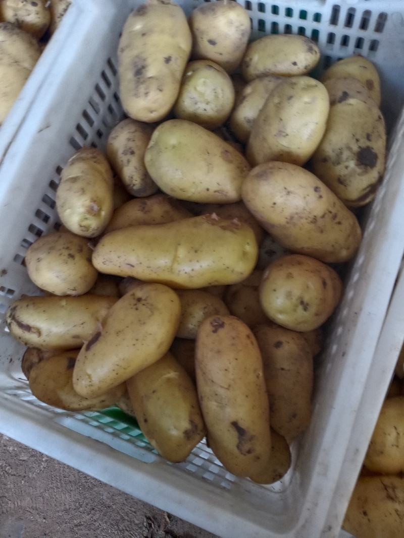 荷兰十五土豆品种多多，黄壤的，甜，面质量很好。表光很好。
