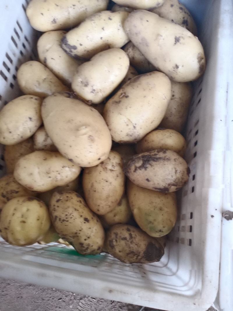 荷兰十五土豆品种多多，黄壤的，甜，面质量很好。表光很好。