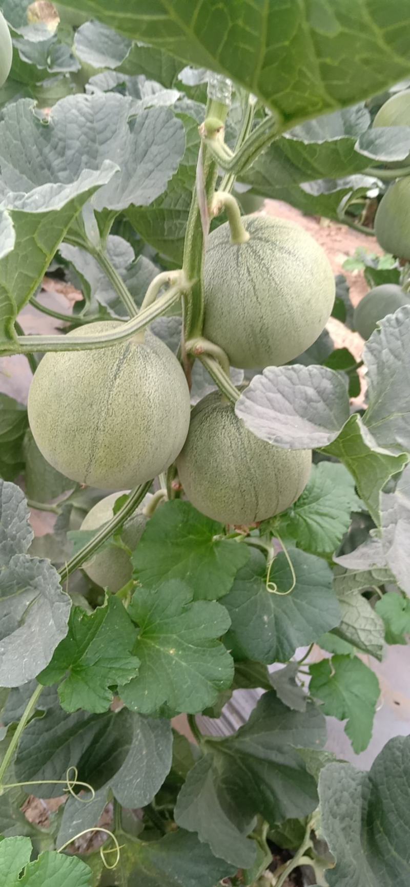 供应大量上市绿宝甜瓜