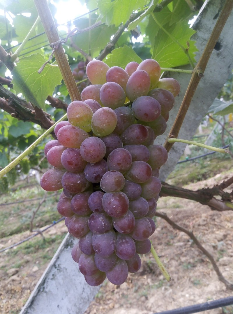 茉莉香葡萄