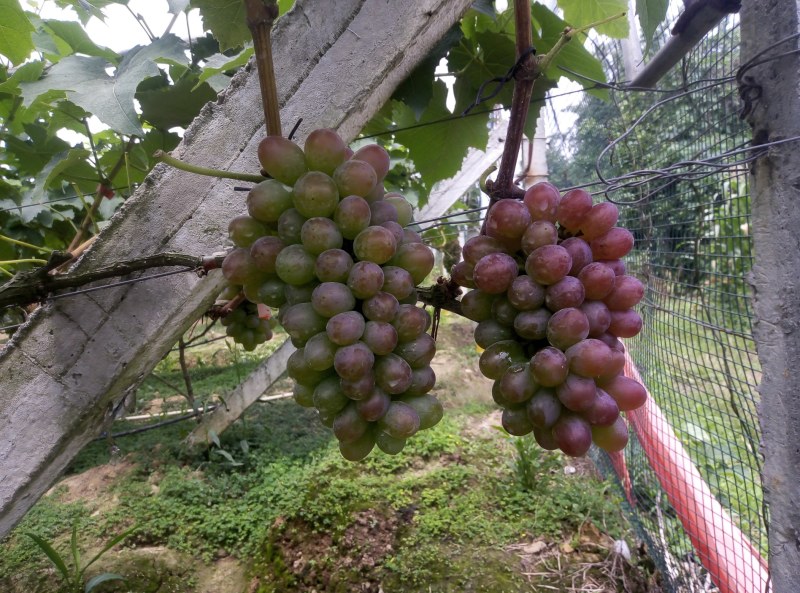 茉莉香葡萄