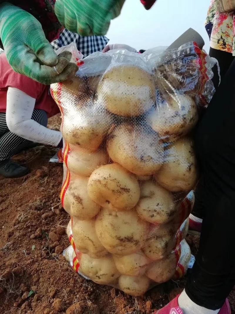 辽宁绥中沃土黄皮黄心土豆大量现货货源充足个大皮毛亮