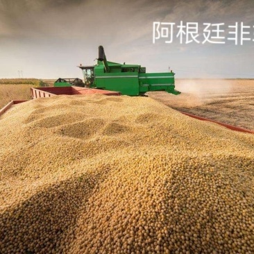 阿根廷非转基因大豆蛋白39个点榨油厂专用豆饲料厂用豆