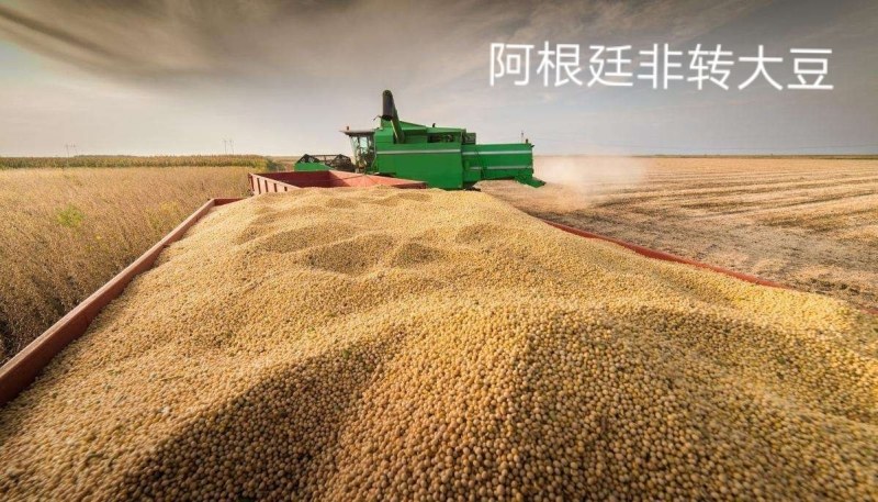 阿根廷非转基因大豆蛋白39个点榨油厂专用豆饲料厂用豆