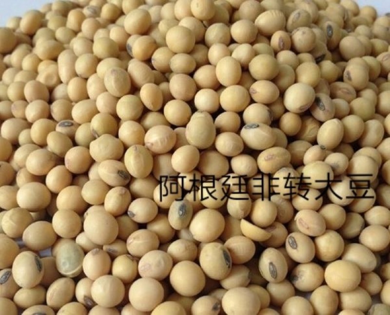 阿根廷非转基因大豆蛋白39个点榨油厂专用豆饲料厂用豆