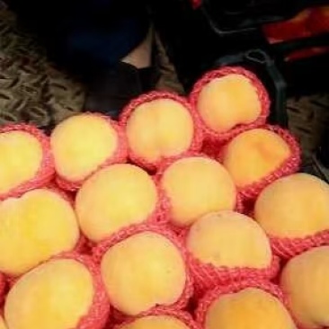 黄毛，黄油，突围，毛桃，大量有货