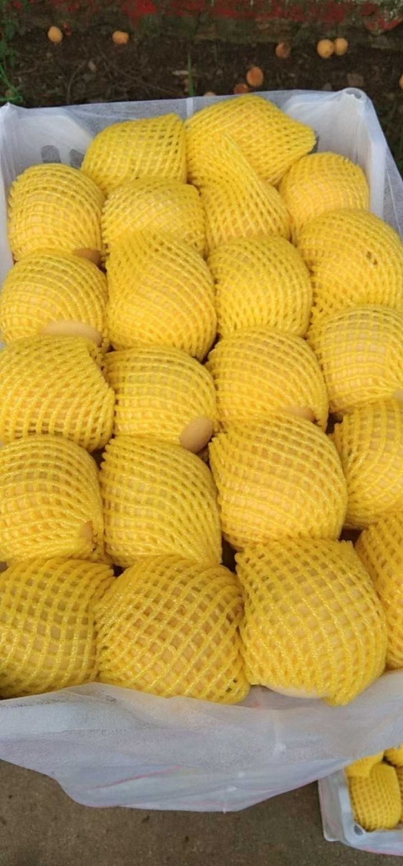 黄毛，黄油，突围，毛桃，大量有货