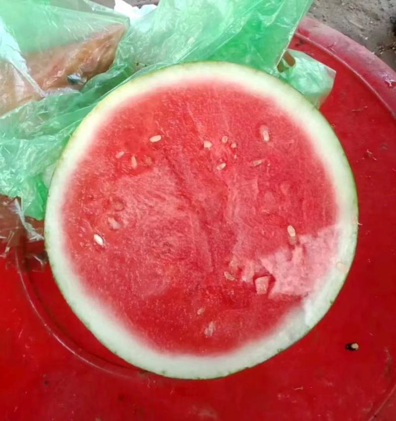 精品西瓜，美都无籽西瓜，皮薄瓤甜质量好，甜度高