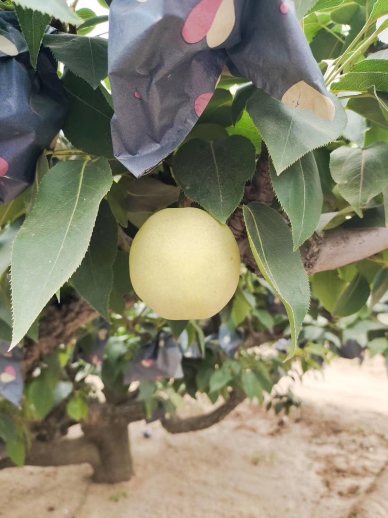 大量供应绿宝石梨脆甜多汁