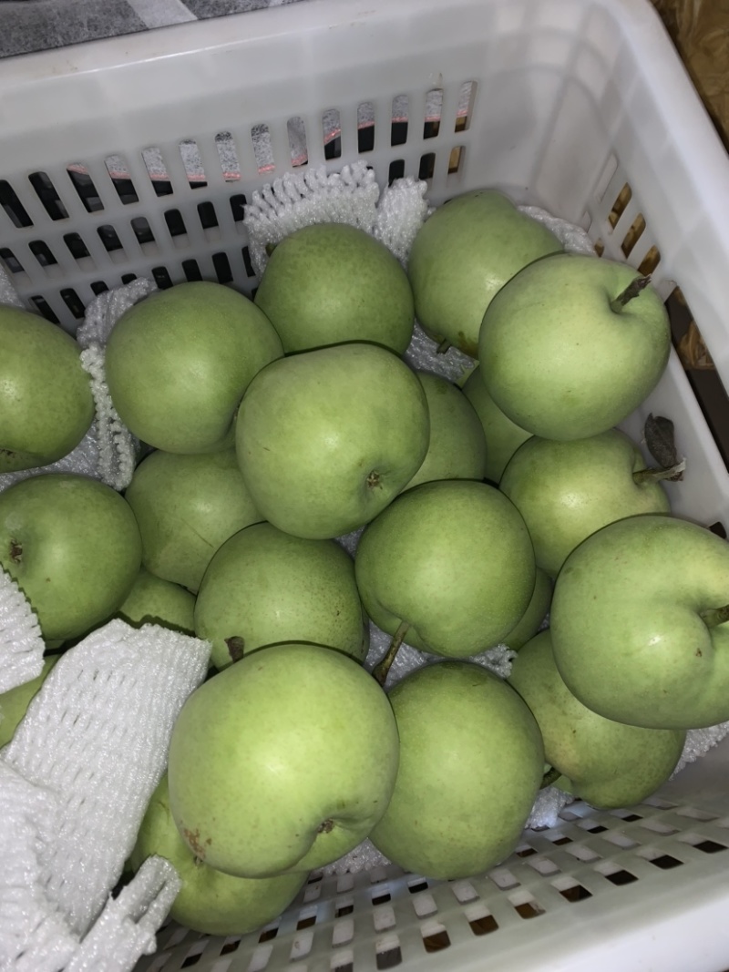 大量供应绿宝石梨脆甜多汁