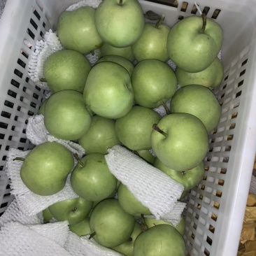 大量供应绿宝石梨脆甜多汁