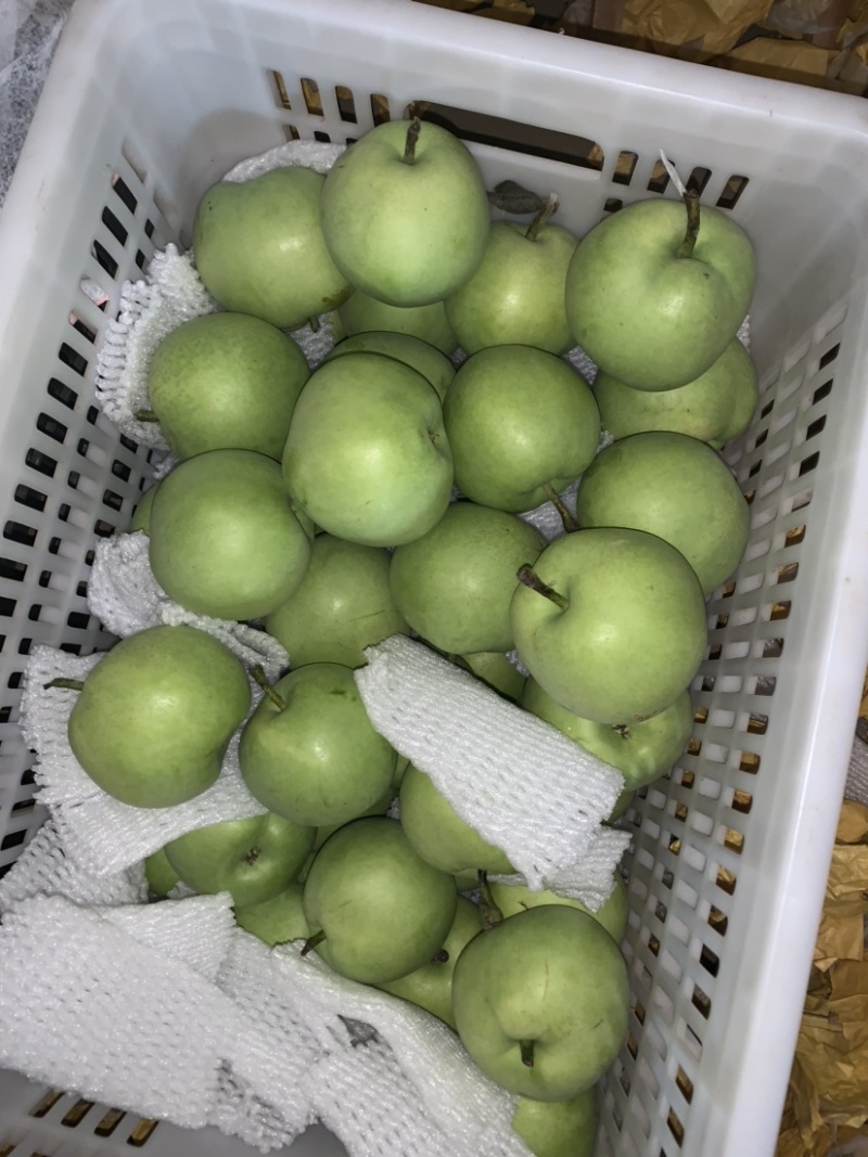 大量供应绿宝石梨脆甜多汁