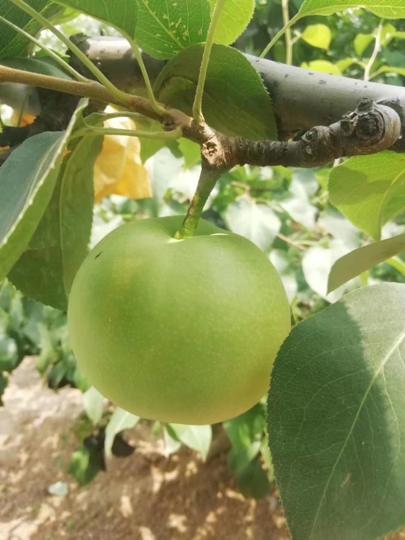 大量供应绿宝石梨脆甜多汁