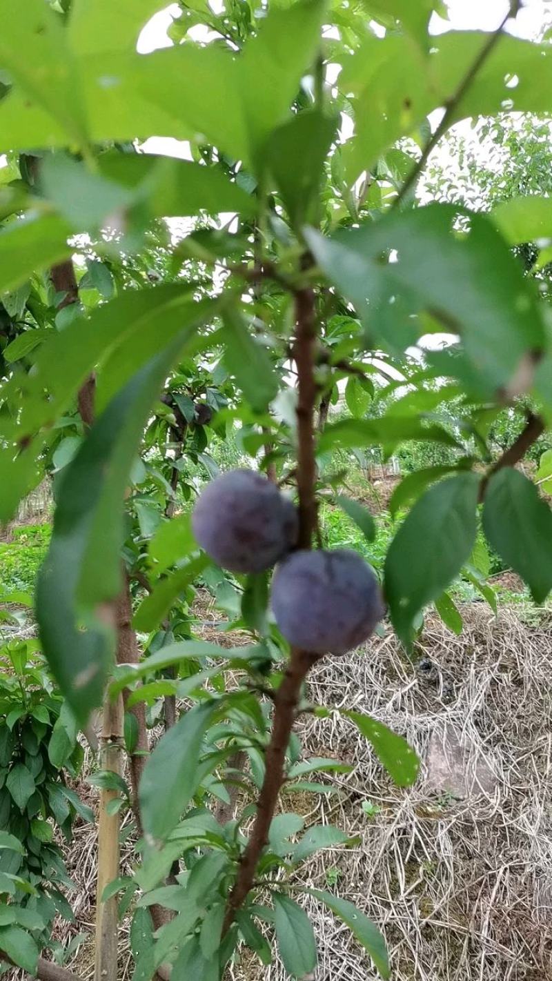 凤凰李