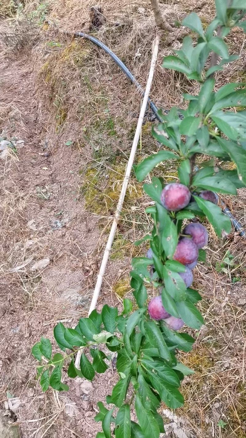 凤凰李