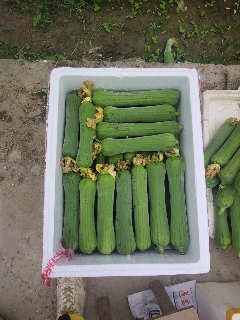 肉丝瓜，线丝瓜，个短，粗，嫩
