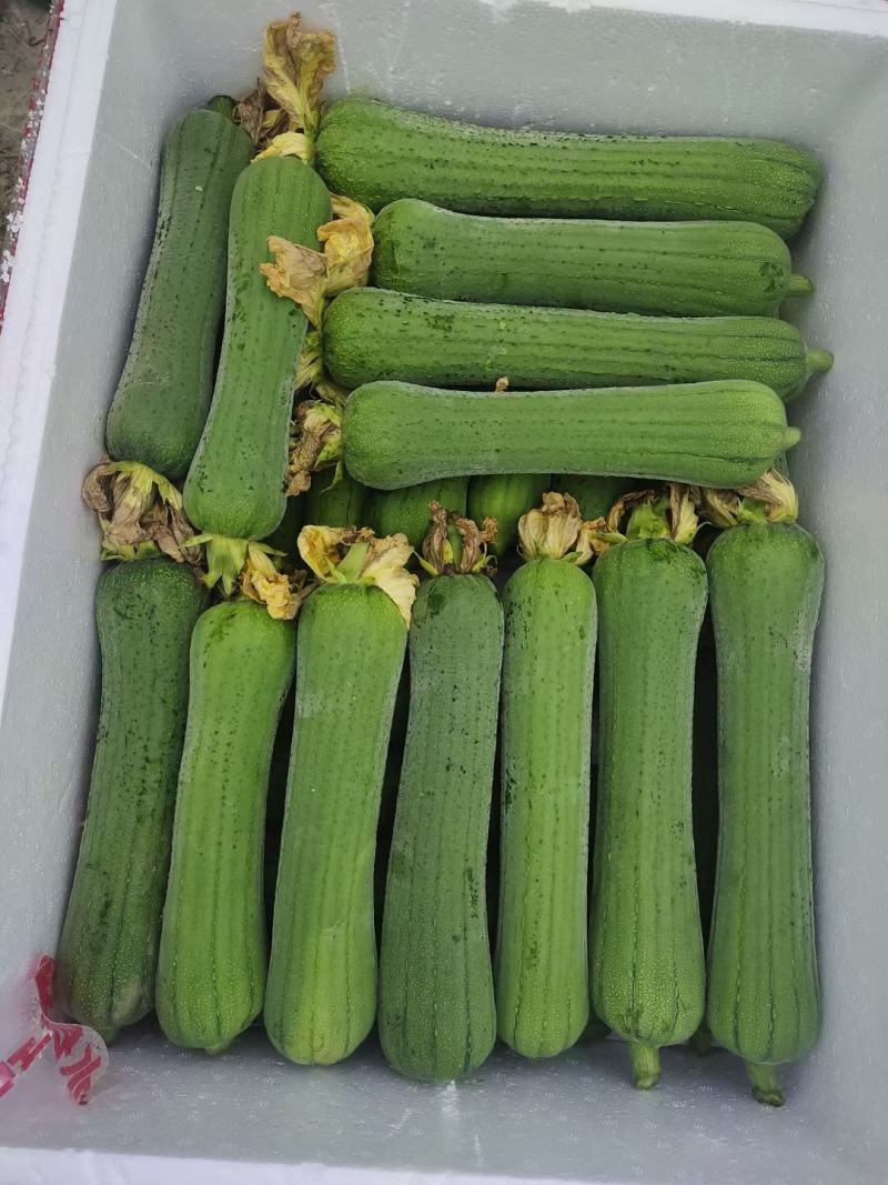 肉丝瓜，线丝瓜，个短，粗，嫩