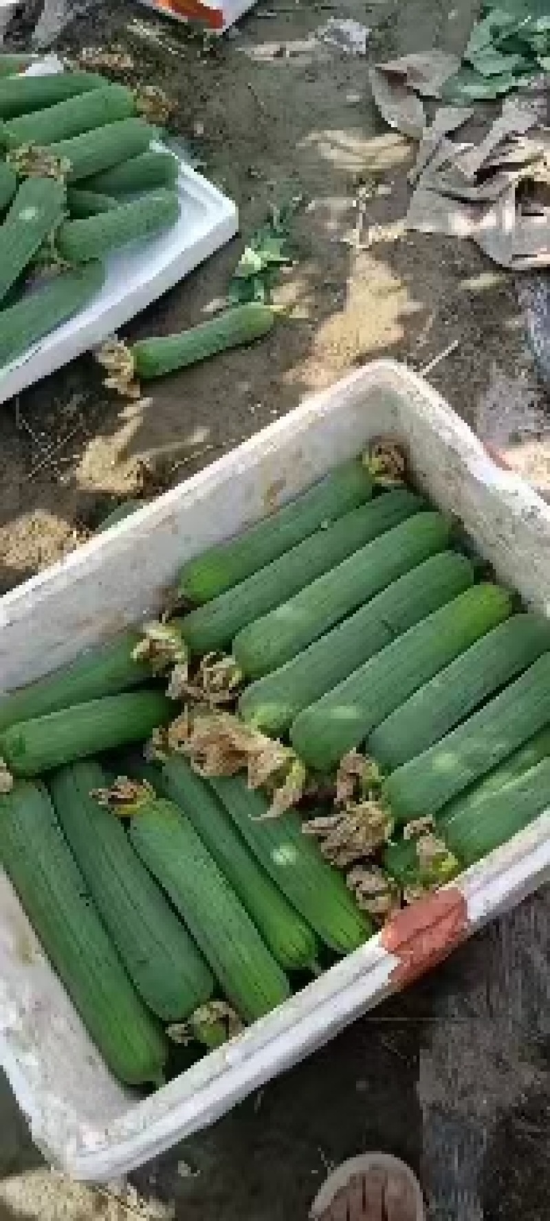 肉丝瓜，线丝瓜，个短，粗，嫩