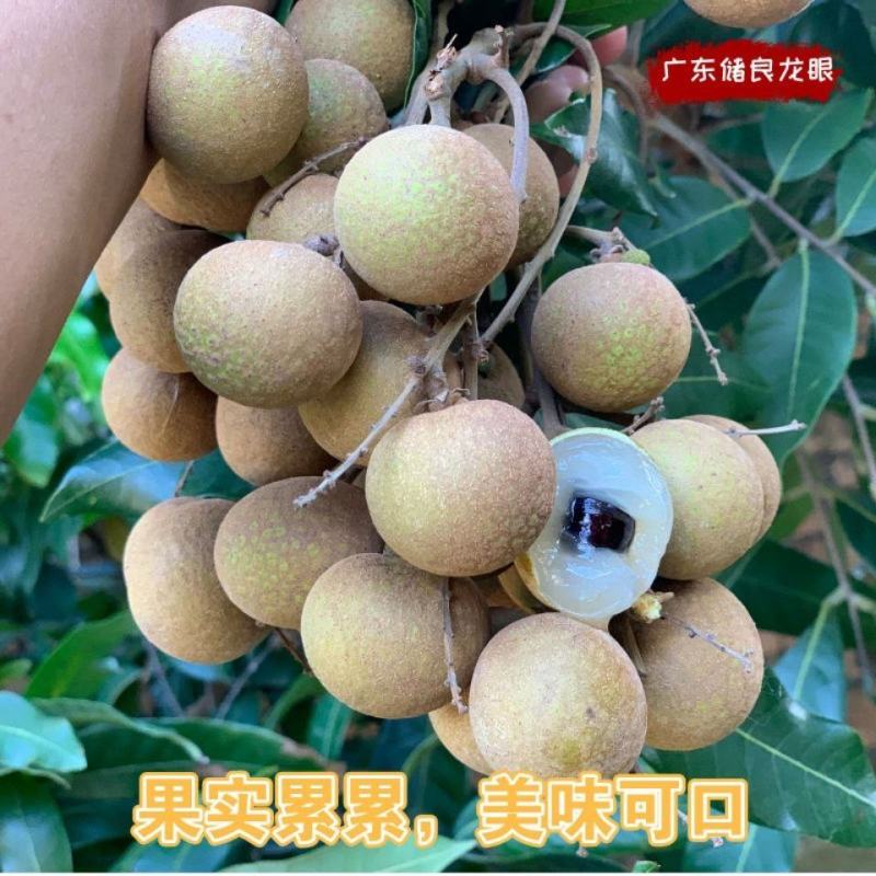 广西平南石硖龙眼，果肉厚核小，汁多肉满！