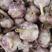 大名蒜种，优质大蒜种子产地直供，一手货源，代发全国