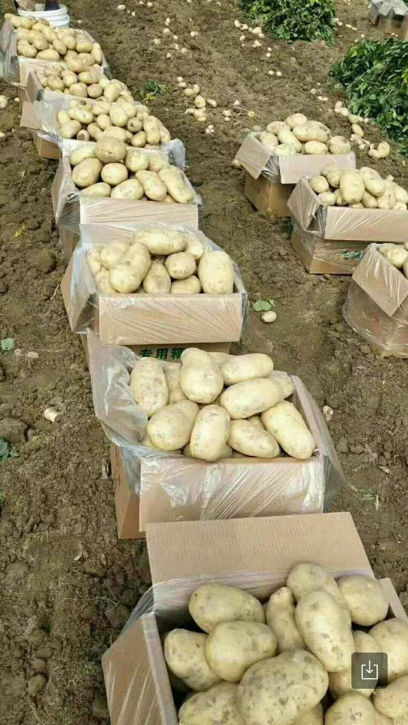 荷兰十五土豆大量上市