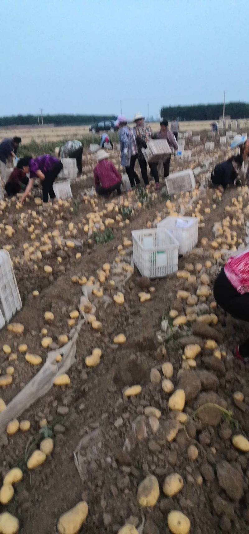 荷兰十五土豆大量上市