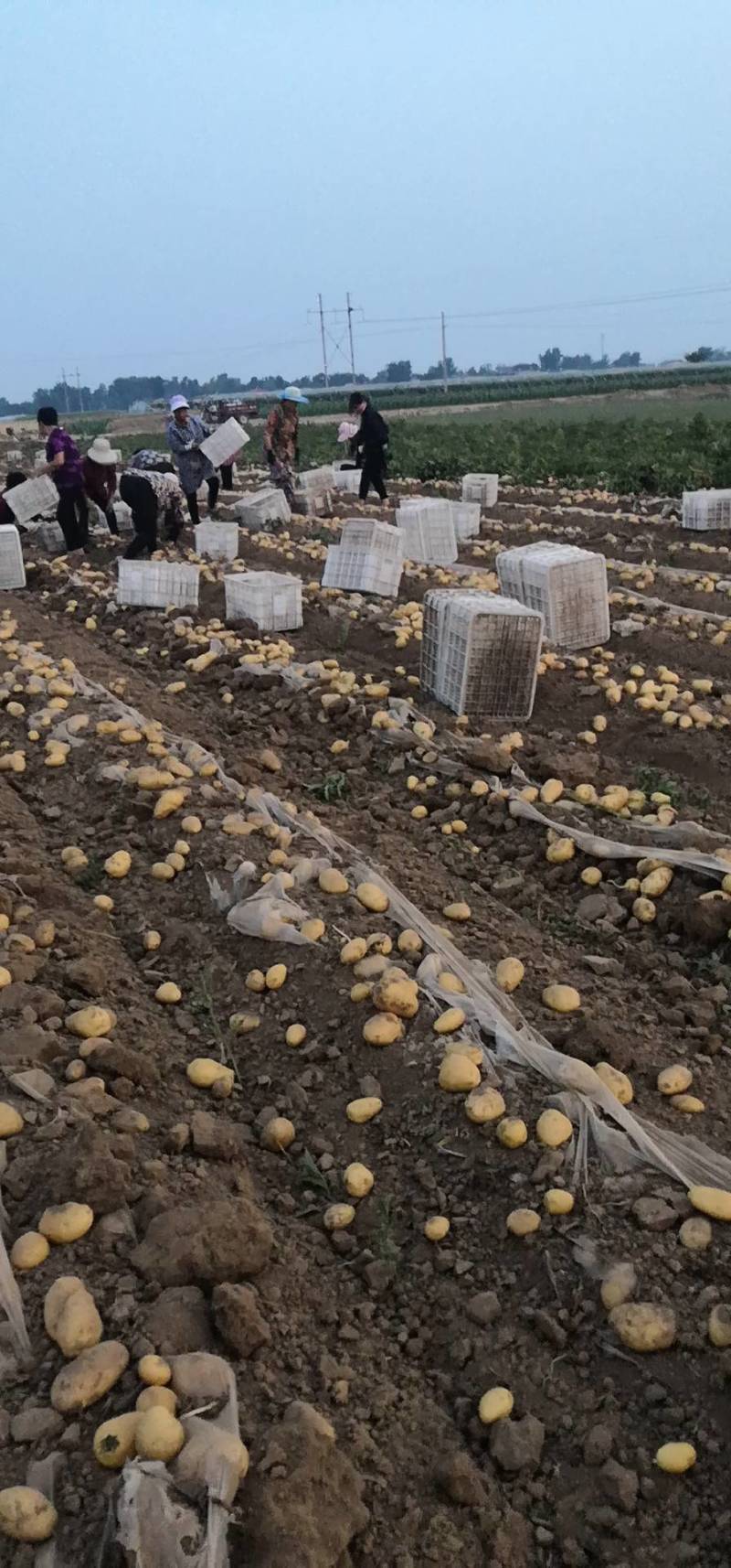荷兰十五土豆大量上市