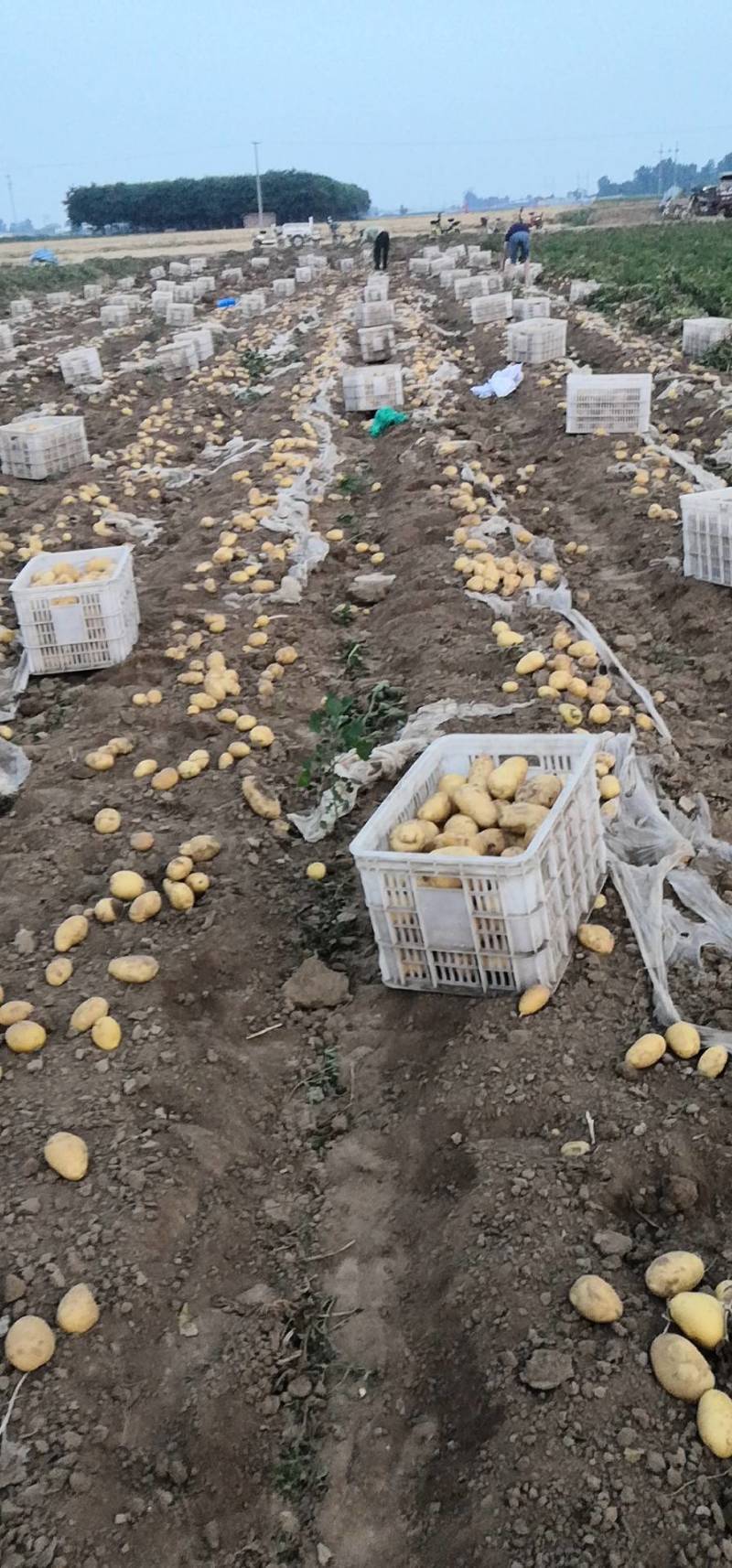 荷兰十五土豆大量上市
